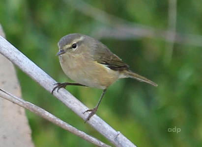 Canary Island Chiffchaff (Phylloscopus canariensis) Alan Prowse